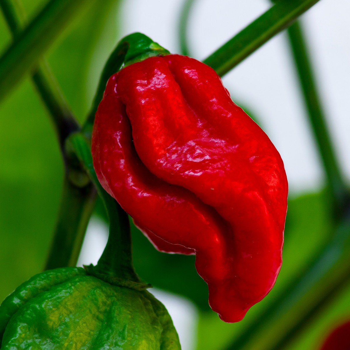 Chilli Naga Viper - Capsicum chinense - semena chilli - 6 ks