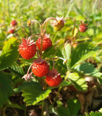 Jahodník lesní - Fragaria vesca - semena jahodníku - 10 ks