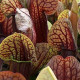Špirlice křídlata obrovská - Sarracenia alata giant - prodej semen masožravek - 12 ks