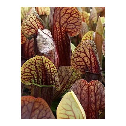 Špirlice křídlata obrovská - Sarracenia alata giant - prodej semen masožravek - 12 ks