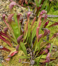 Špirlice červená - Sarracenia rubra - semena špirlice - 12 ks