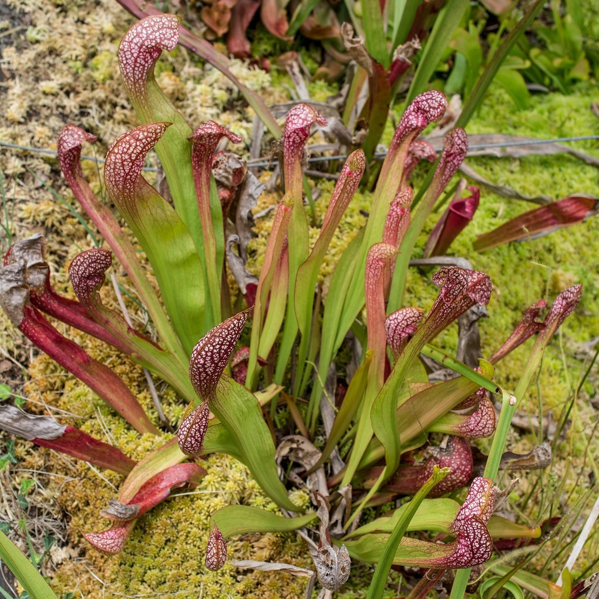 Špirlice červená - Sarracenia rubra - semena špirlice - 12 ks