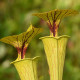 Špirlice flava - Sarracenia flava - semena špirlice - 10 ks