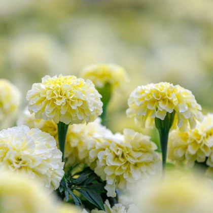 Aksamitník vzpřímený Eskimo - Tagetes erecta - semena aksamitníku - 30 ks