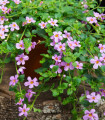 Bakopa Pinktopia - Bacopa sutera cordata - semena bakopy - 7 ks