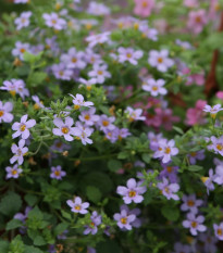 Bakopa Blutopia - Bacopa sutera cordata - semena bakopy - 7 ks