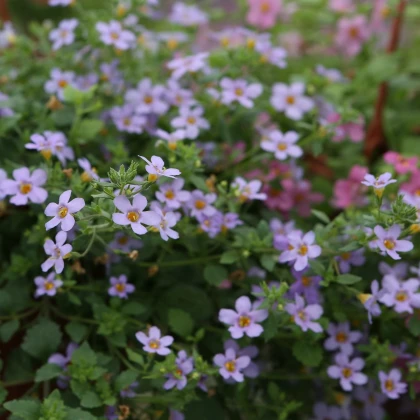 Bakopa Blutopia - Bacopa sutera cordata - semena bakopy - 7 ks