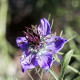 Černucha španělská - Nigella hispanica - semena černuchy - 80 ks