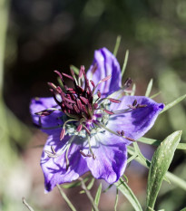 Černucha španělská - Nigella hispanica - semena černuchy - 80 ks