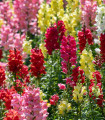 Hledík větší - Antirrhinum majus - semena hledíku - 400 ks