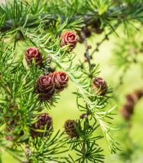 Modřín Gmelinův - Larix gmelinii - semena modřínu - 10 ks
