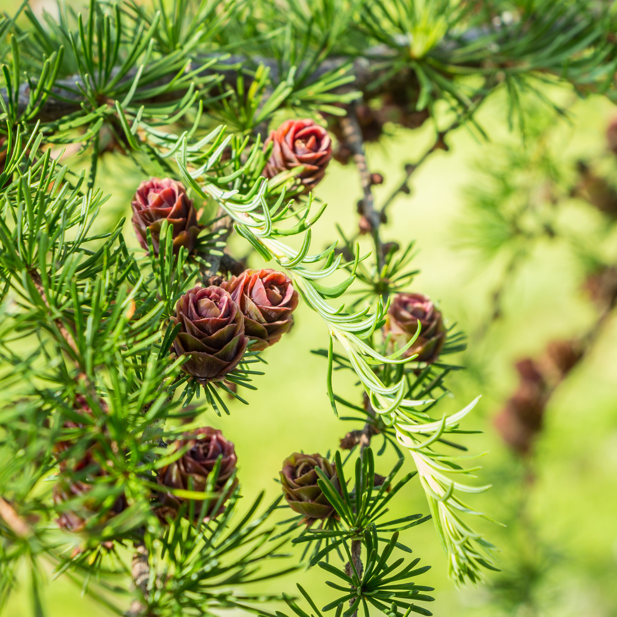 Modřín Gmelinův - Larix gmelinii - semena modřínu - 10 ks