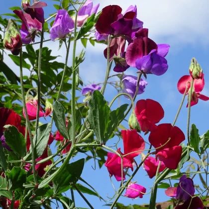 Hrachor vonný Bijou směs - Lathyrus odoratus - semena hrachoru - 16 ks