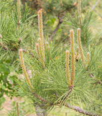 Borovice yunnan - Pinus yunnanensis - semena borovice - 5 ks
