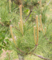 Borovice yunnan - Pinus yunnanensis - semena borovice - 5 ks