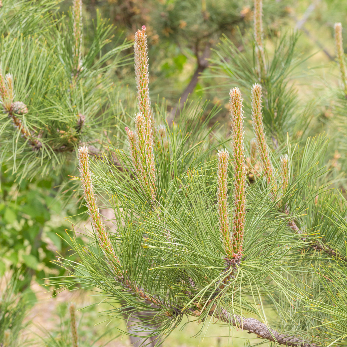 Borovice yunnan - Pinus yunnanensis - semena borovice - 5 ks