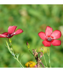 Len velkokvětý červený - Linum grandiflorum - semena lnu - 140 ks