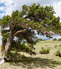 Borovice osinatá - Pinus aristata - semena borovice - 5 ks