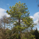 Kínai fenyő - Pinus tabuliformis - fenyőmag - 15 db