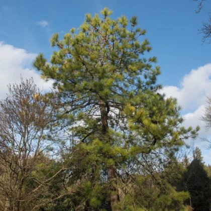 Borovice čínská - Pinus tabuliformis - semena borovice - 7 ks