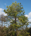 Kínai fenyő - Pinus tabuliformis - fenyőmag - 15 db