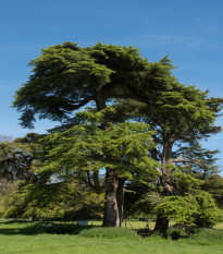 Cedr libanonský - Cedrus libani - semena cedru - 6 ks