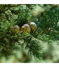 Cypřiš pravý - Cupressus sempervirens - semena cypřiše - 7 ks
