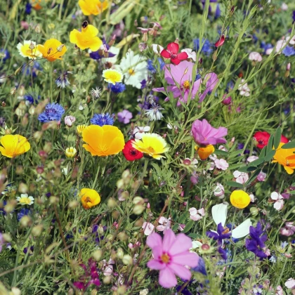 Letničky Last Minute - semena letniček - směs letniček - 0,5 g