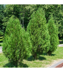Túje - Thuja plicata - semena túje - 18 ks