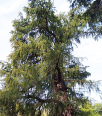 Tisovec mexický - Taxodium huegelii - semena tisovce - 5 ks