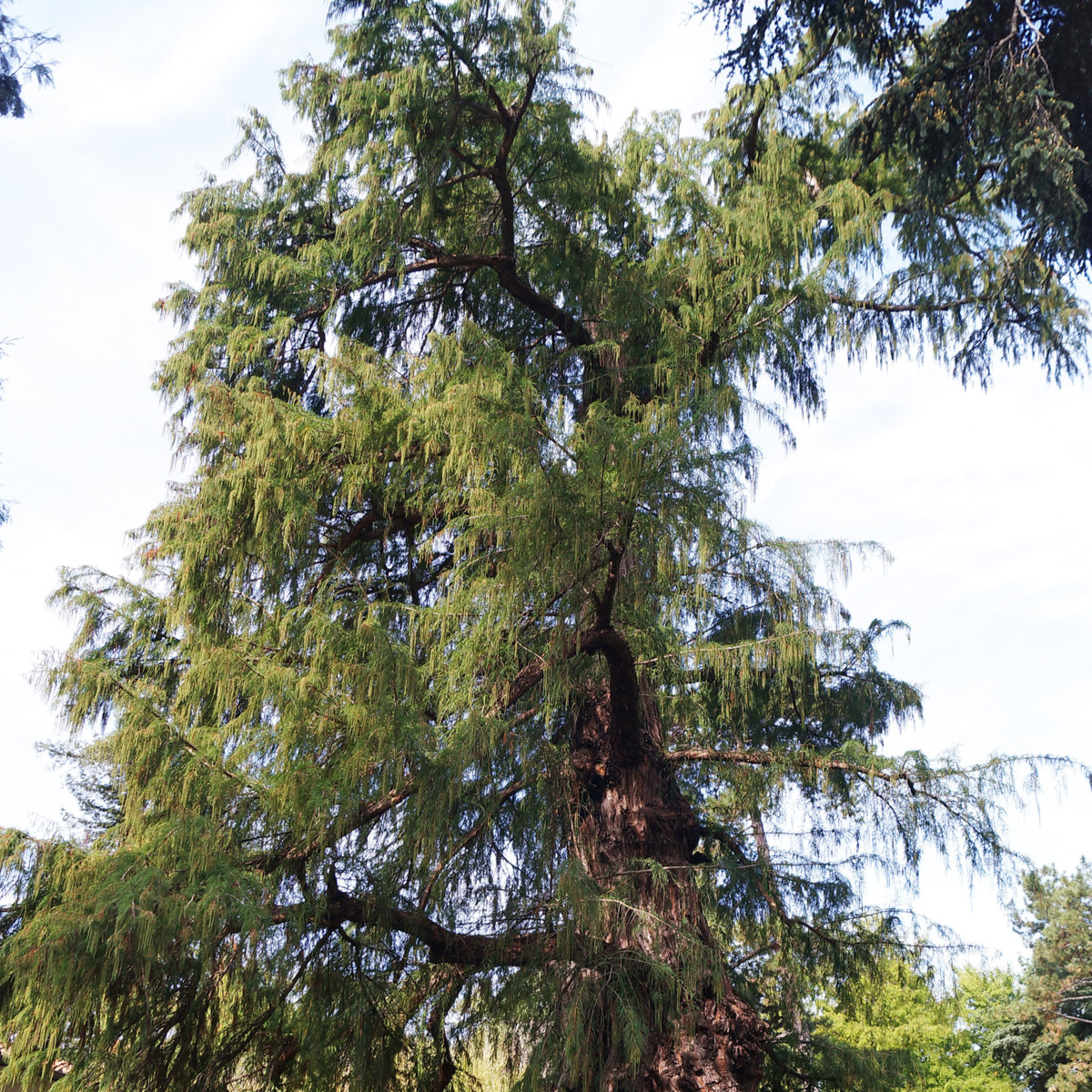 Tisovec mexický - Taxodium huegelii - semena tisovce - 5 ks