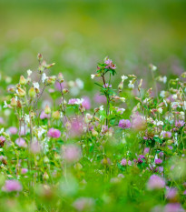 Směs lučních květin a bylin - semena letniček - směs letniček - 0,9 g