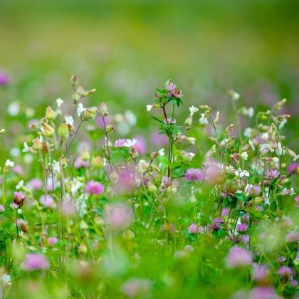 Směs lučních květin a bylin - semena letniček - směs letniček - 0,9 g