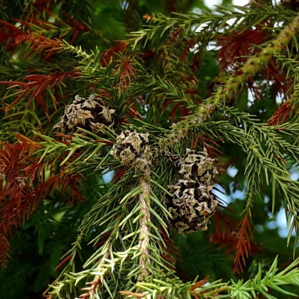 Kryptoméria japonská - Cryptomeria japonica - semena kryptomérie - 4 ks