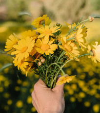 Zahradní sen ve žluté - semena letniček - směs letniček - 0,9 g