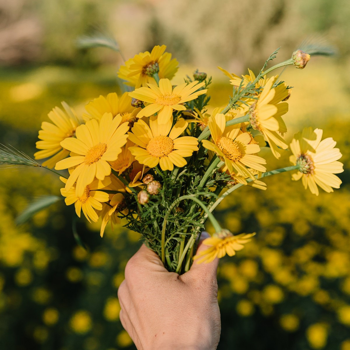 Zahradní sen ve žluté - semena letniček - směs letniček - 0,9 g