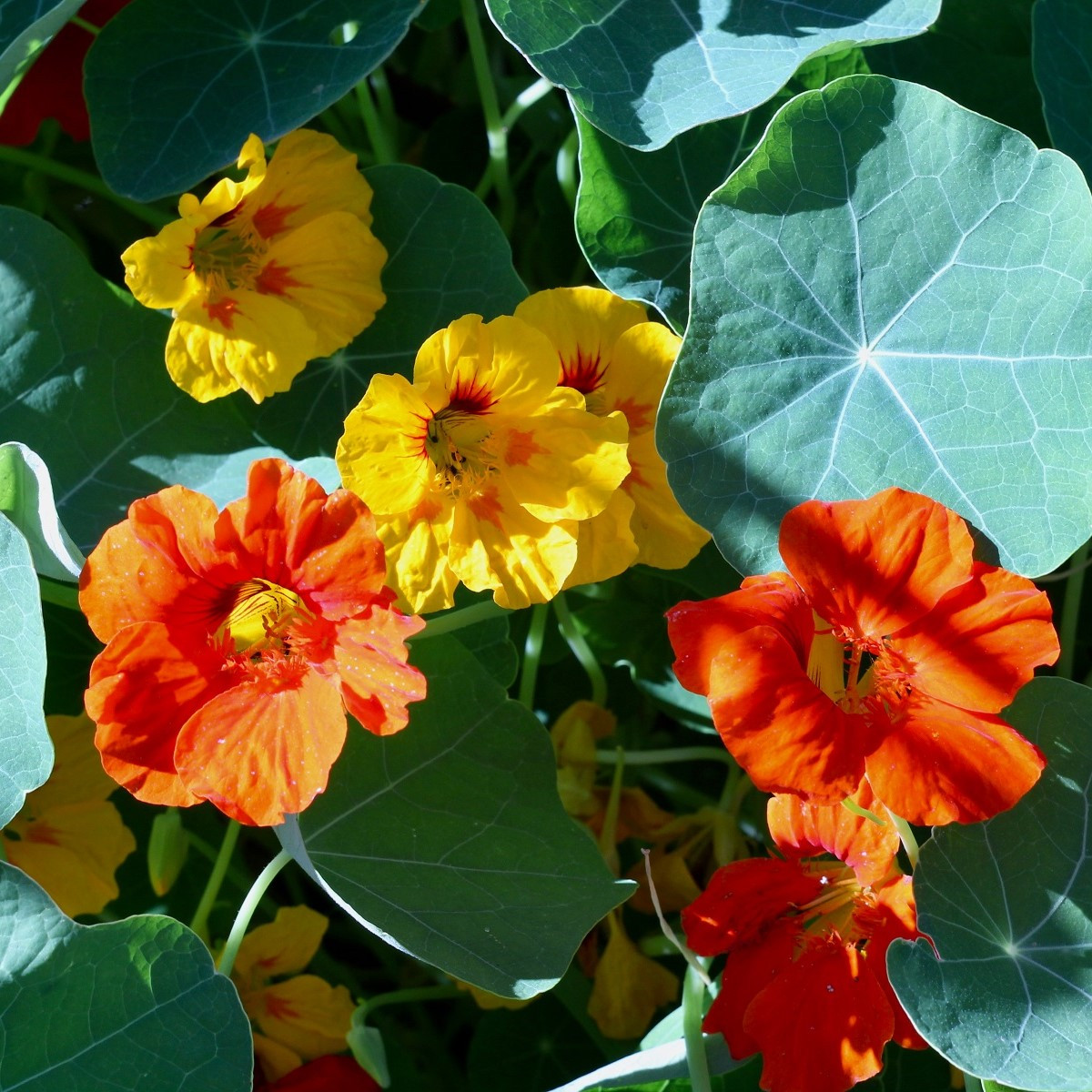 Lichořeřišnice větší Lobbianum směs - Tropaeolum majus - semena lichořeřišnice - 10 ks