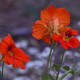 Lichořeřišnice nízká Princess of India - Tropaeolum minus - semena lichořeřišnice - 15 ks