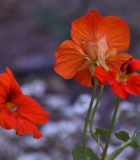 Lichořeřišnice nízká Princess of India - Tropaeolum minus - semena lichořeřišnice - 15 ks
