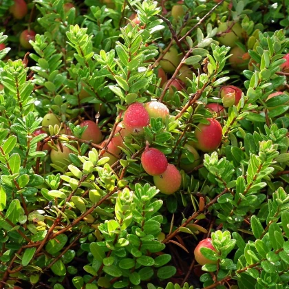 Klikva velkoplodá - Vaccinium macrocarpon - semena klikvy - 10 ks