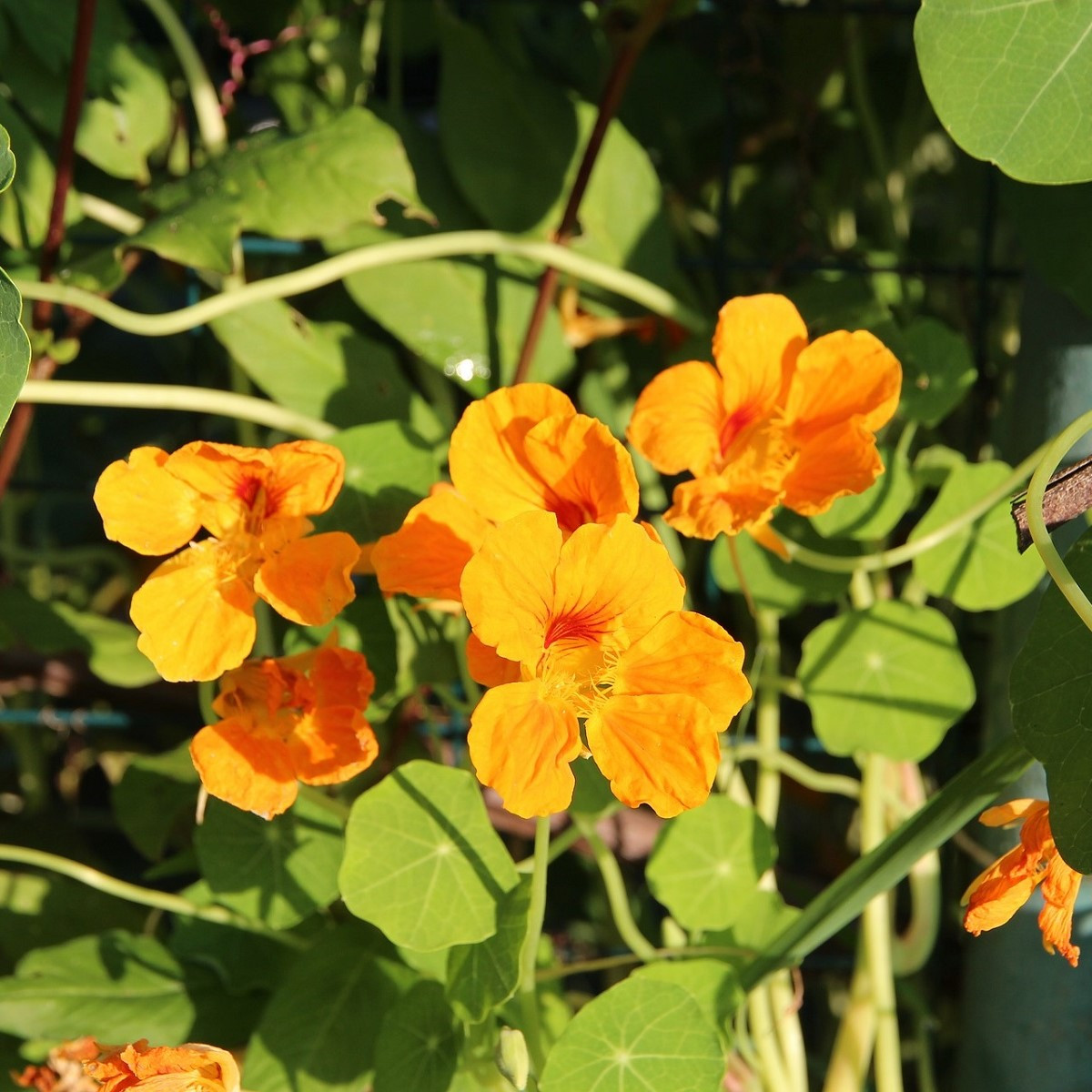 Lichořeřišnice nízká Tip Top Apricot - Kapucínka - Tropaeolum minus - semena lichořeřišnice - 12 ks