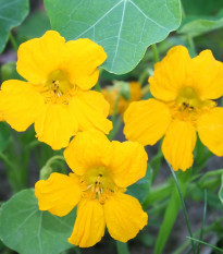 Lichořeřišnice nízká Tip Top Gold - Kapucínka - Tropaeolum minus - semena lichořeřišnice - 10 ks