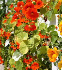 Lichořeřišnice nízká směs barev - Kapucínka - Tropaeolum majus nanum - semena lichořeřišnice - 10 ks