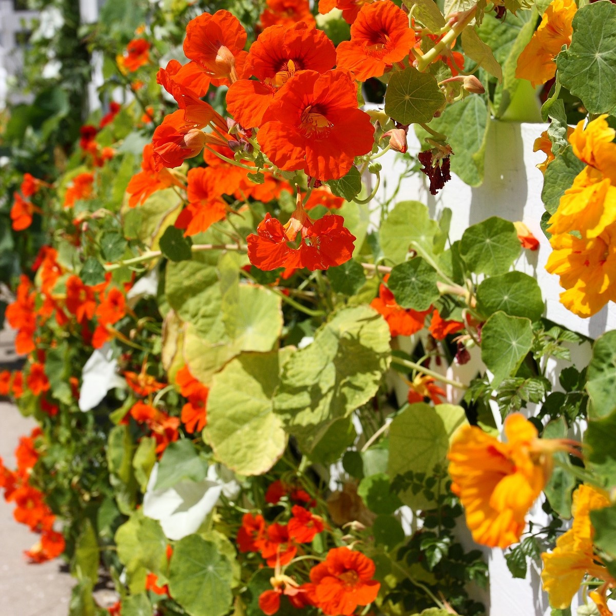 Lichořeřišnice nízká směs barev - Kapucínka - Tropaeolum majus nanum - semena lichořeřišnice - 10 ks