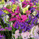 Limonka chobotnatá směs - Limonium sinuatum mix - semena limonky - 80 ks