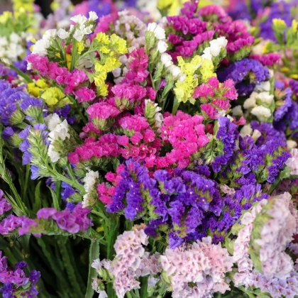 Limonka chobotnatá směs - Limonium sinuatum mix - semena limonky - 80 ks