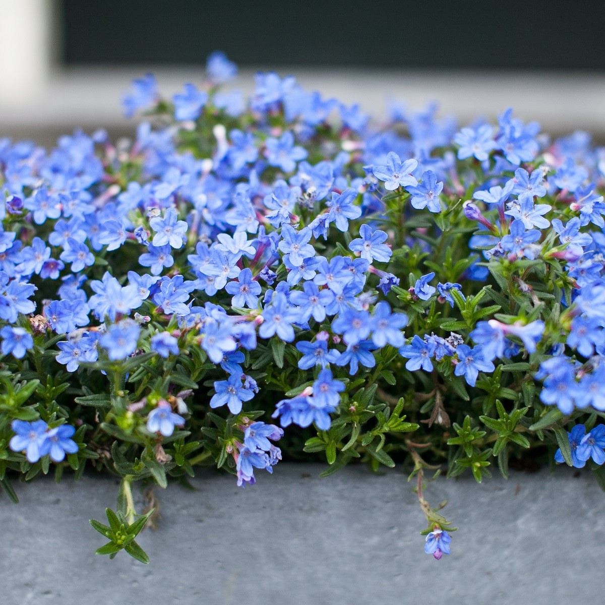 Lobelka drobná - Lobelia erinus - semena lobelky - 1000 ks