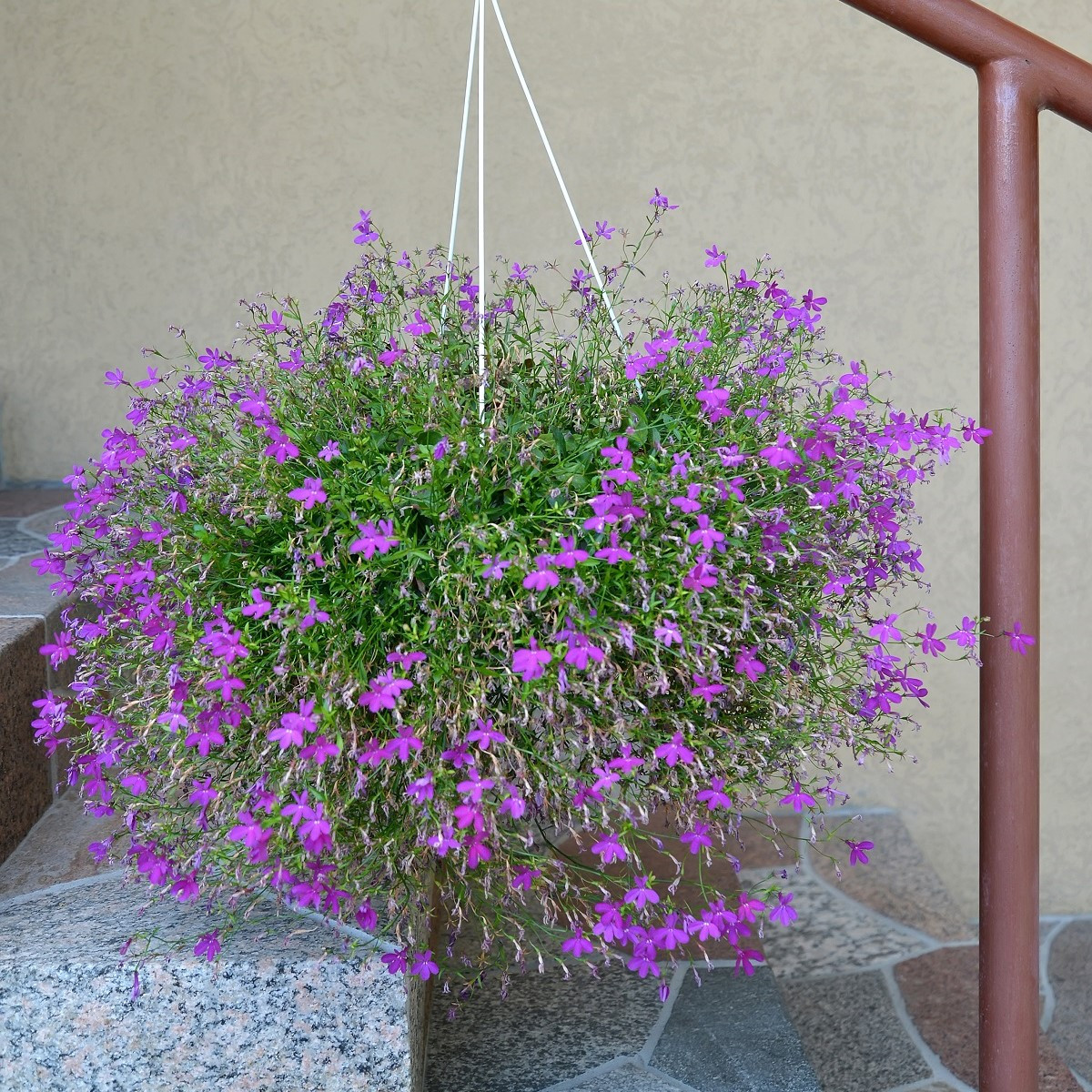 Lobelka nízká Riviera Lilac - Lobelia erinus - semena lobelky - 0,1 g