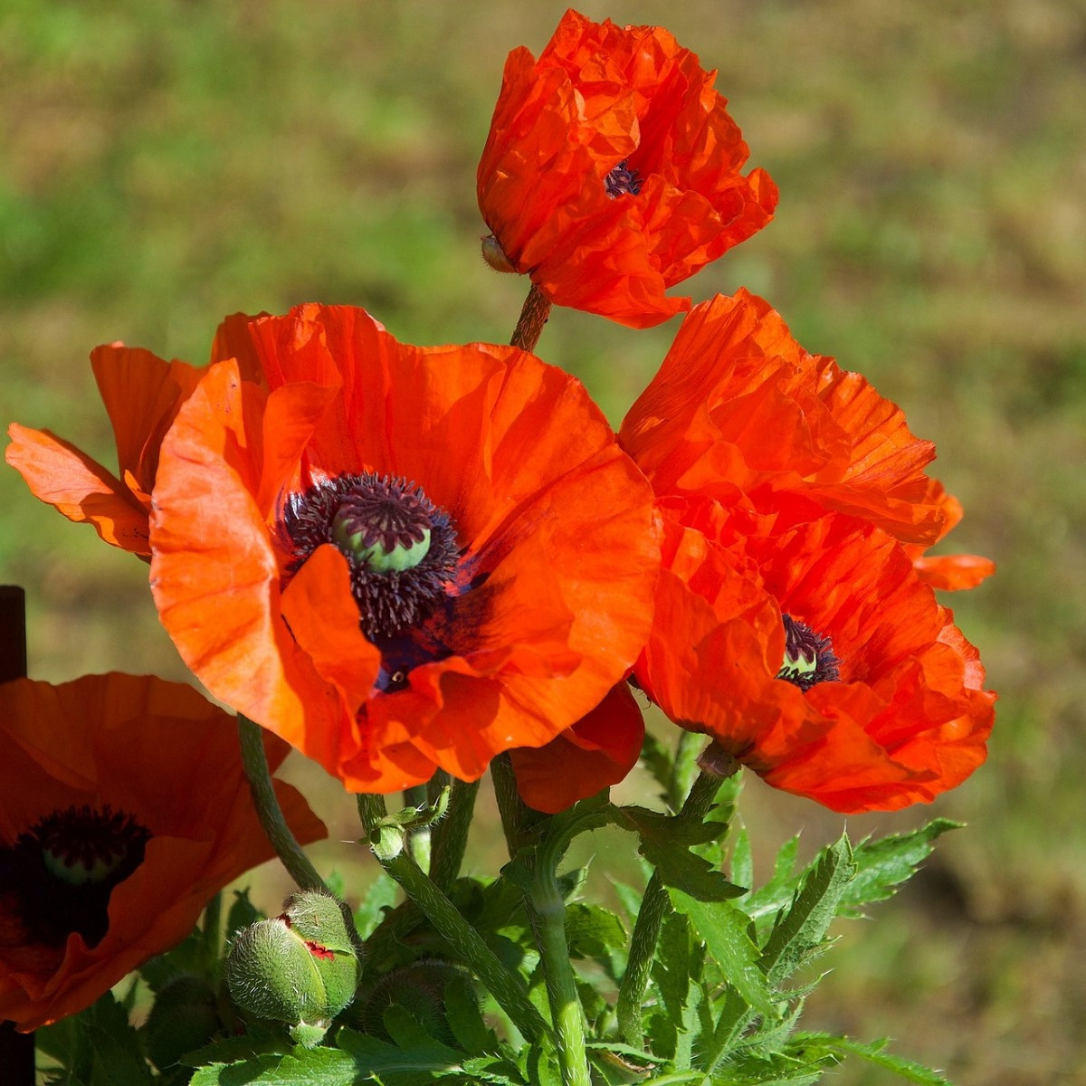 Vlčí mák červený - Papaver rhoeas - semena máku - 250 ks