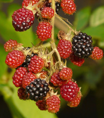 Ostružiník beztrnný černý - Rubus - prostokořenné sazenice ostružiníku - 1 ks